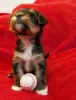 Photo №2 to announcement № 20725 for the sale of yorkshire terrier - buy in Germany private announcement