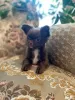 Photo №1. chihuahua - for sale in the city of Раубичи | 550$ | Announcement № 13353