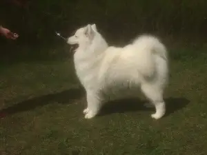 Additional photos: Samoyed, puppies from titled parents