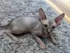 Photo №1. sphynx-katze - for sale in the city of Lille | negotiated | Announcement № 114679