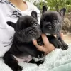 Photo №1. french bulldog - for sale in the city of Aachen | 100$ | Announcement № 129601