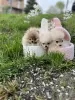 Photo №2 to announcement № 97157 for the sale of pomeranian - buy in Serbia 