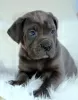 Additional photos: Cane Corso Puppies RECOMMENDATION