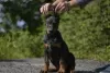 Additional photos: Doberman puppies from a lovely couple