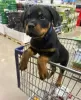 Photo №1. rottweiler - for sale in the city of Антверпен | Is free | Announcement № 118042