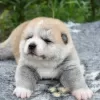 Additional photos: Akita inu puppies