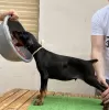 Additional photos: doberman puppies