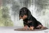 Additional photos: Wirehaired dachshund - dachshund puppies, kennel