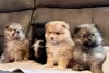 Photo №2 to announcement № 102947 for the sale of pomeranian - buy in United States private announcement, breeder