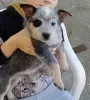 Additional photos: Australian Cattle Dog puppies