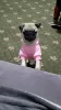 Photo №1. pug - for sale in the city of Bishkek | 200$ | Announcement № 120264