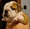 Additional photos: English bulldog boy