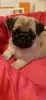 Additional photos: Purebred pug puppies