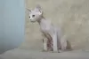 Photo №1. devon rex - for sale in the city of Москва | 586$ | Announcement № 50106