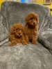 Photo №2 to announcement № 8783 for the sale of poodle (toy) - buy in Slovenia 