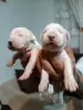 Additional photos: Dogo Argentino, puppies