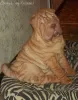 Photo №1. shar pei - for sale in the city of Tver | 339$ | Announcement № 8364