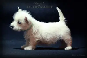 Additional photos: West Highland White Terrier from a superb pair!