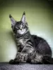 Photo №3. Adorable Maine coon kittens available now. Germany