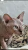 Photo №1. sphynx-katze - for sale in the city of Vladimir | negotiated | Announcement № 115366