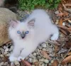 Photo №2 to announcement № 109688 for the sale of ragdoll - buy in Germany breeder