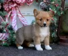 Photo №4. I will sell welsh corgi in the city of Lindos.  - price - 571$