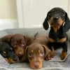 Photo №2 to announcement № 55526 for the sale of dachshund - buy in Serbia private announcement