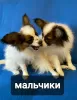 Additional photos: papillon puppies