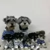 Photo №1. schnauzer - for sale in the city of Wolverhampton | 402$ | Announcement № 13489