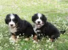 Photo №3. BERNESE MOUNTAIN DOG. Serbia