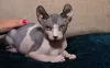 Photo №2 to announcement № 68997 for the sale of sphynx cat - buy in Poland 