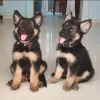 Photo №1. german shepherd - for sale in the city of Flensburg | negotiated | Announcement № 123953