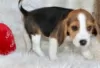 Photo №2 to announcement № 129093 for the sale of beagle - buy in Finland breeder