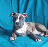 Additional photos: American Staffordshire Terrier puppies