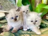 Photo №1. ragdoll - for sale in the city of Дортмунд | 264$ | Announcement № 121670