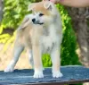 Photo №2 to announcement № 72748 for the sale of akita - buy in Serbia 