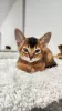 Additional photos: Elite Abyssinian kittens