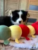 Photo №2 to announcement № 105247 for the sale of border collie - buy in Russian Federation breeder