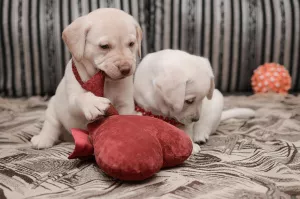 Photo №1. labrador retriever - for sale in the city of Lviv | negotiated | Announcement № 7003