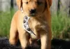 Photo №1. golden retriever - for sale in the city of Seinäjoki | Is free | Announcement № 128230