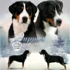 Photo №2 to announcement № 8378 for the sale of greater swiss mountain dog - buy in Russian Federation breeder