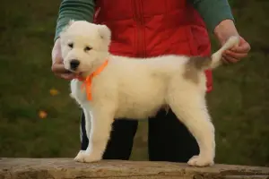 Additional photos: Puppy of the Central Asian Shepherd Dog (CAO, Alabai) white-fawn boy