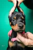 Additional photos: Doberman puppies