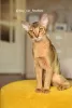 Photo №4. I will sell abyssinian cat in the city of Rostov-on-Don. from nursery, breeder - price - 716$