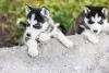 Photo №1. siberian husky - for sale in the city of Nuremberg | 475$ | Announcement № 125011