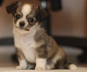 Additional photos: Chihuahua puppies