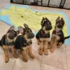 Photo №1. german shepherd - for sale in the city of Quinns Rocks | 200$ | Announcement № 129460