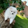 Additional photos: Pomeranian