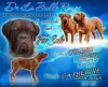 Photo №1. dogue de bordeaux - for sale in the city of Kecskemét | 2000$ | Announcement № 8073