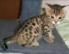 Photo №2 to announcement № 50408 for the sale of bengal cat - buy in United States private announcement